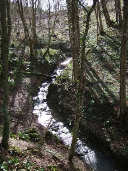 Lime Ridge & Piddle Woods from brook