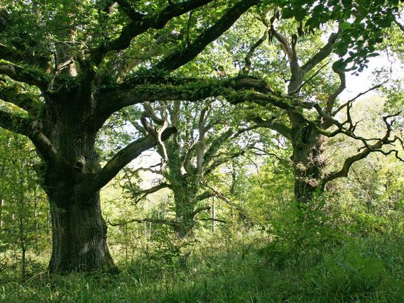 ancient oaks at Piddle Wood (to S of area)