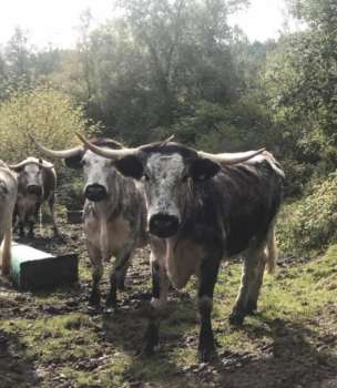 Long horn cows, Staple Hill