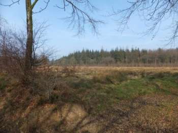 cleared area, Downlands Plantation, Blackborough