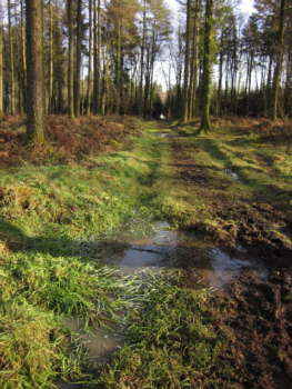 Grassy puddle at Downlands Plantation