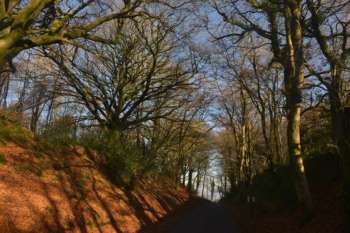 Buckland Wood Road Alongside By Simon Beck