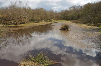 The pond on Black Down Common