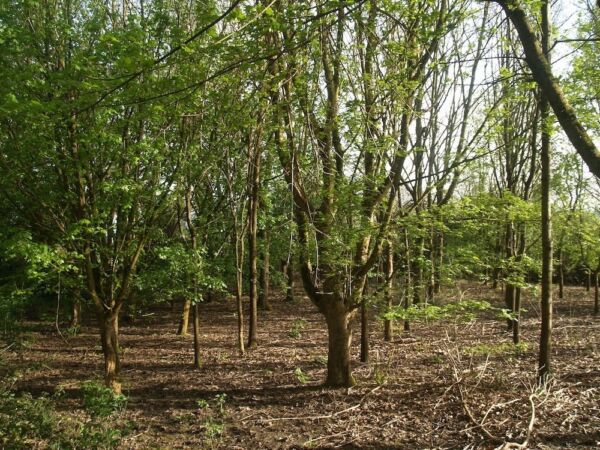 Henlade Woods