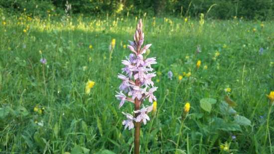 Thurlbear Meadow