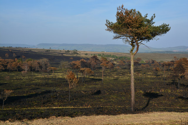 The almost Serengeti-like plains of Woodbury Common