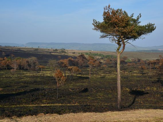 The almost Serengeti-like plains of Woodbury Common