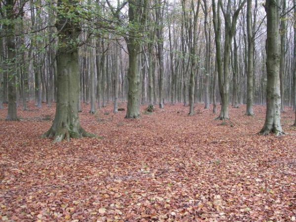 West Woods, Wiltshire