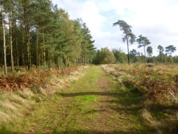 Near the Start, Ringwood Forest North