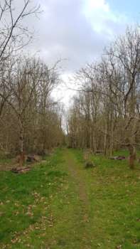 Path between widely-spaced trees