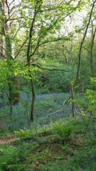 Bluebells