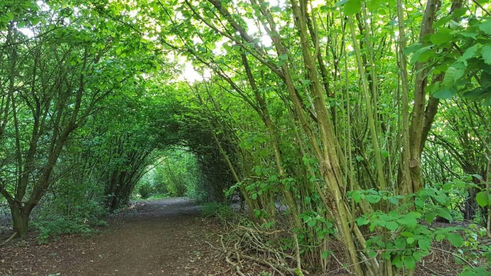 Tree tunnel