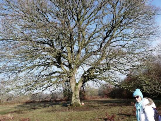 Ash Priors - Amazing tree