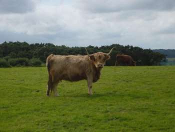 Long horned cattle, Broomfield Hill