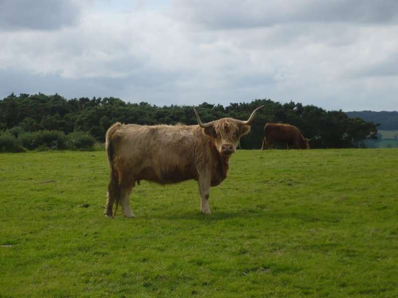 Broomfield Hill's long horned cattle