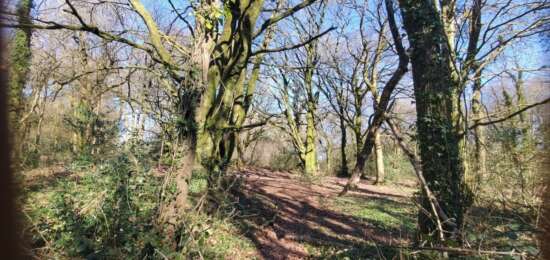 Broomfield Woodland