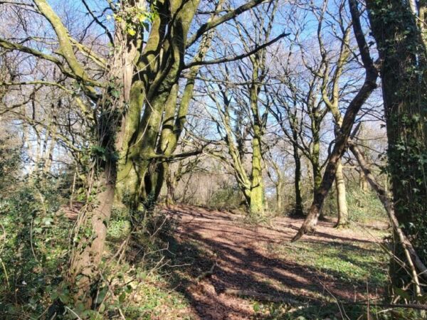 Broomfield Woodland