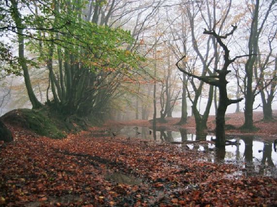 Track off Quantock Drove Rd, E of Will's Neck nr Triscombe Stone