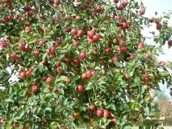 Roughmoor Community Orchard