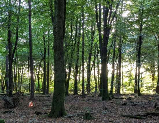 Control in woods - Blackborough course