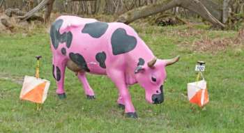 Pink cow control