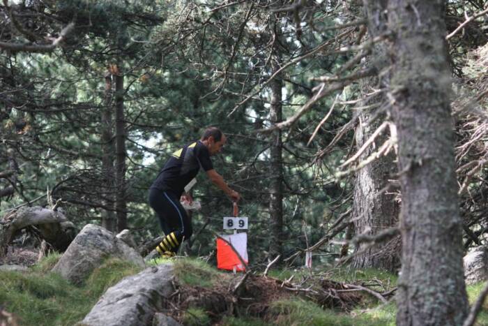 Boulders & pine- just like at the Scottish
