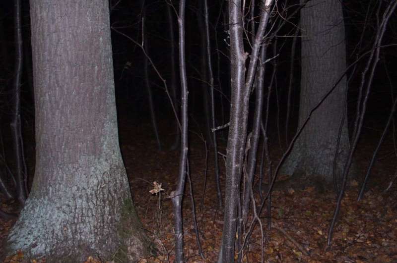 Wood at night, by torch
